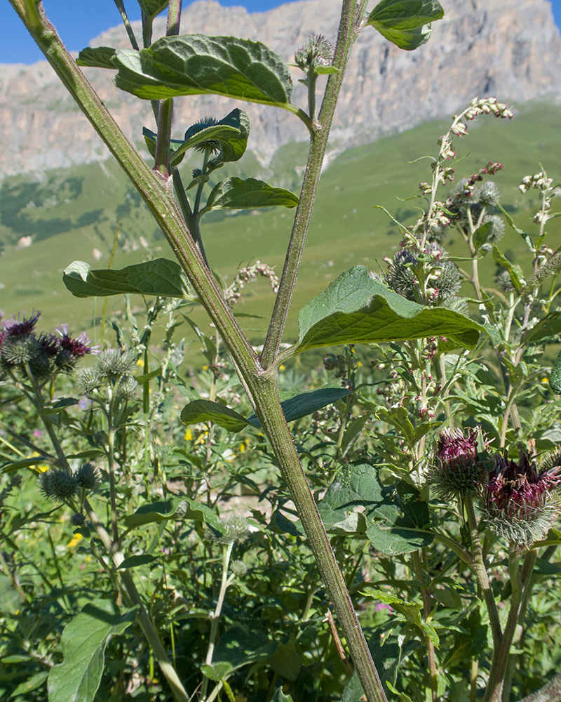 Изображение особи Arctium tomentosum.