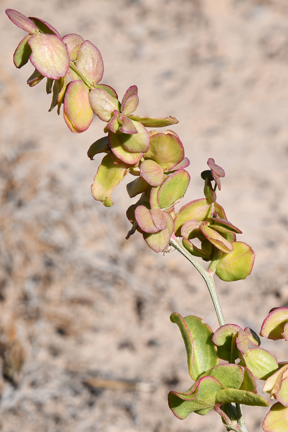 Image of Atriplex aucheri specimen.