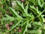 Heracleum sibiricum
