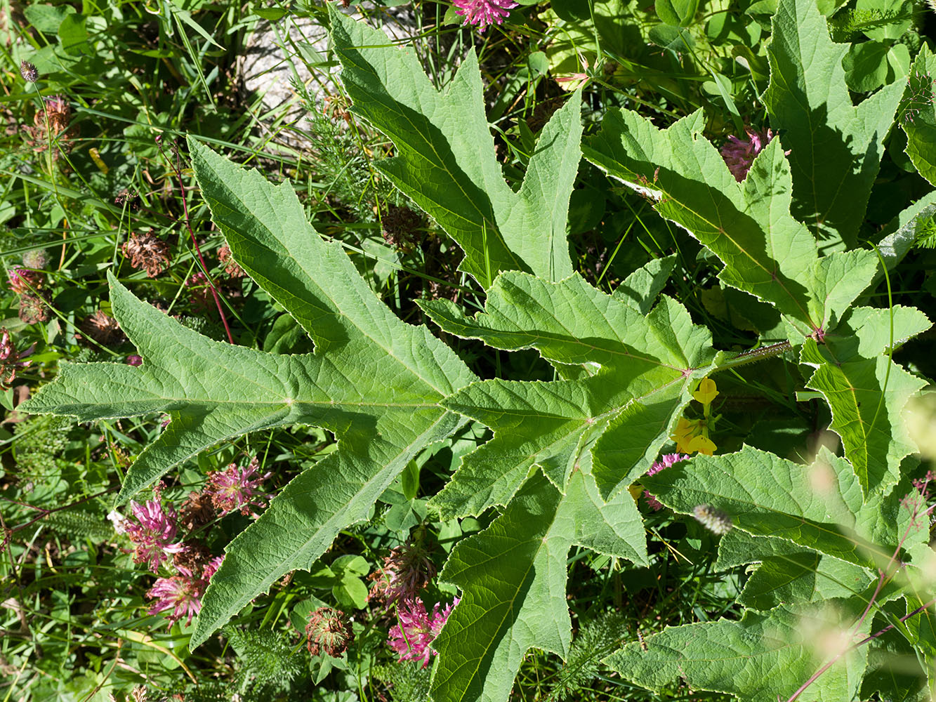 Image of Heracleum sibiricum specimen.