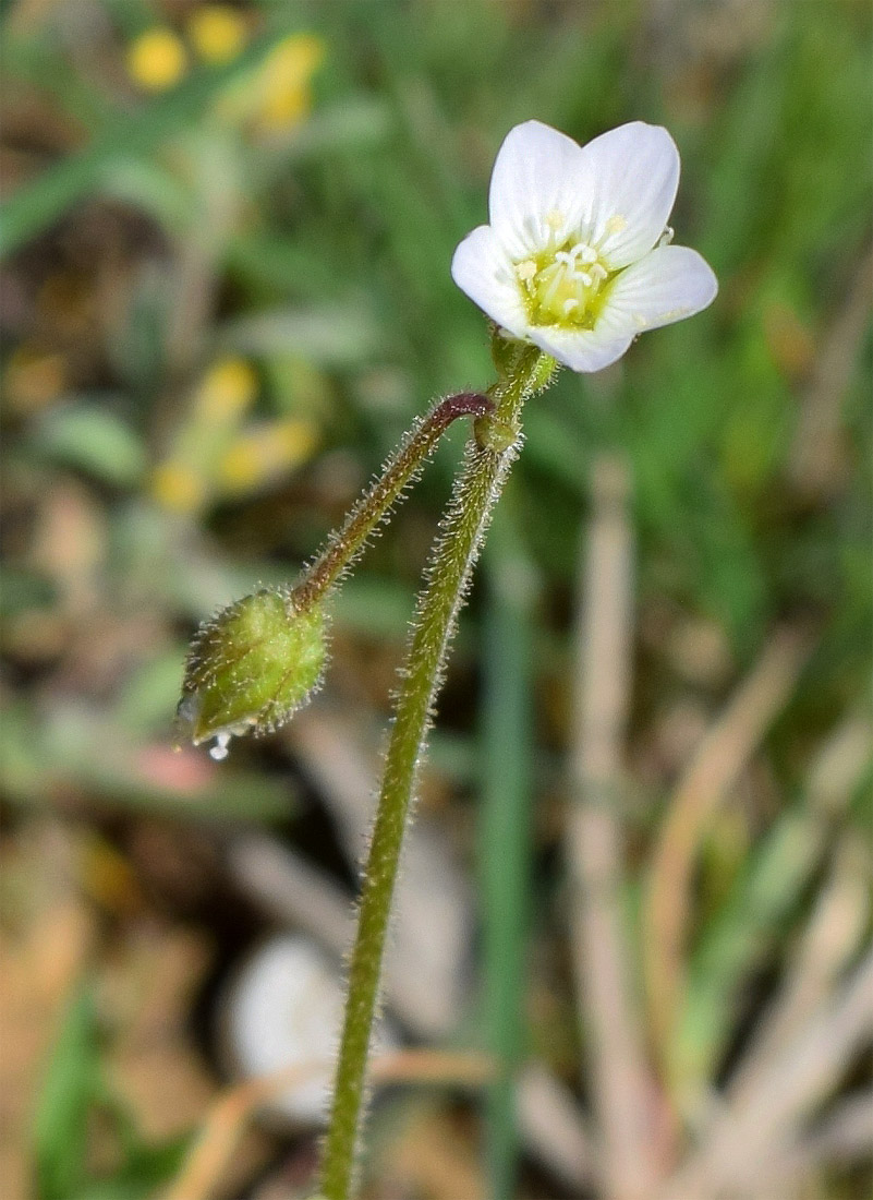 Image of Holosteum glutinosum specimen.