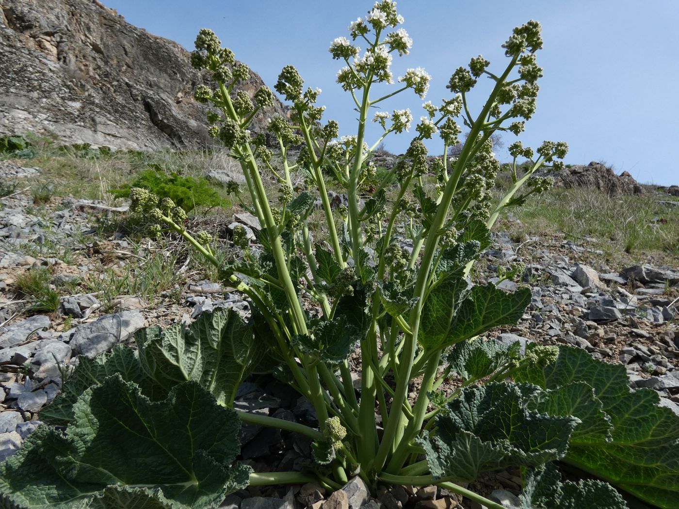 Image of Crambe kotschyana specimen.