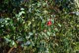 View full-size image Camellia japonica