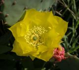 View full-size image genus Opuntia