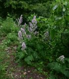 View full-size image Salvia sclarea