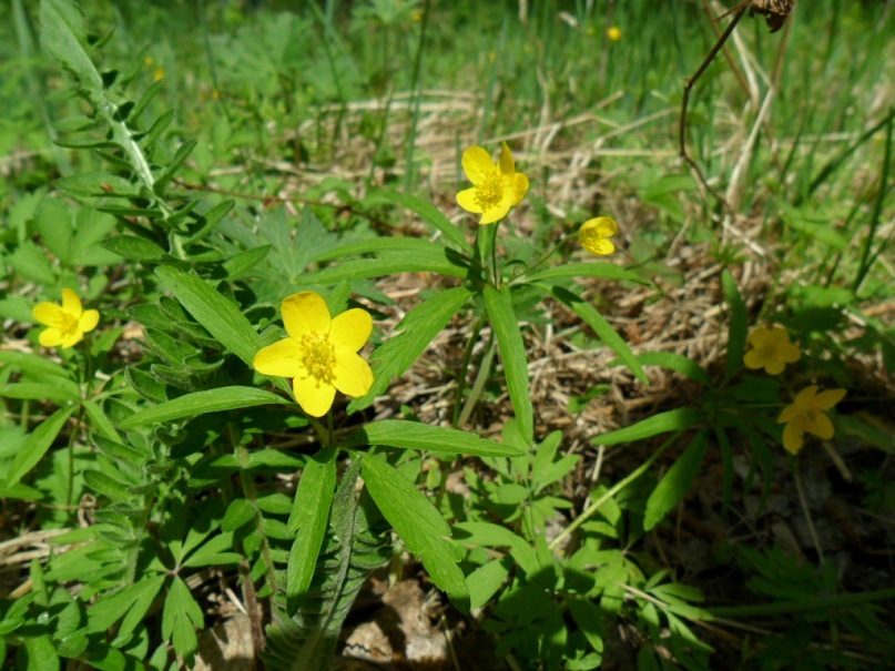 Image of Anemone jenisseensis specimen.