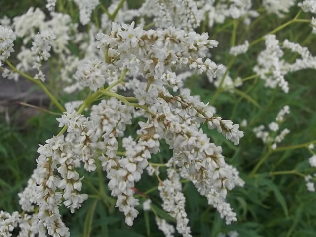 Изображение особи Aconogonon alpinum.