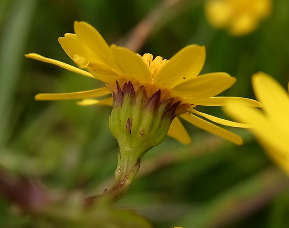 Image of Senecio erraticus specimen.