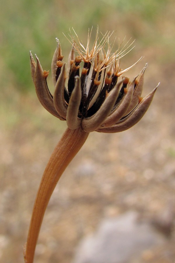 Image of Hedypnois cretica specimen.