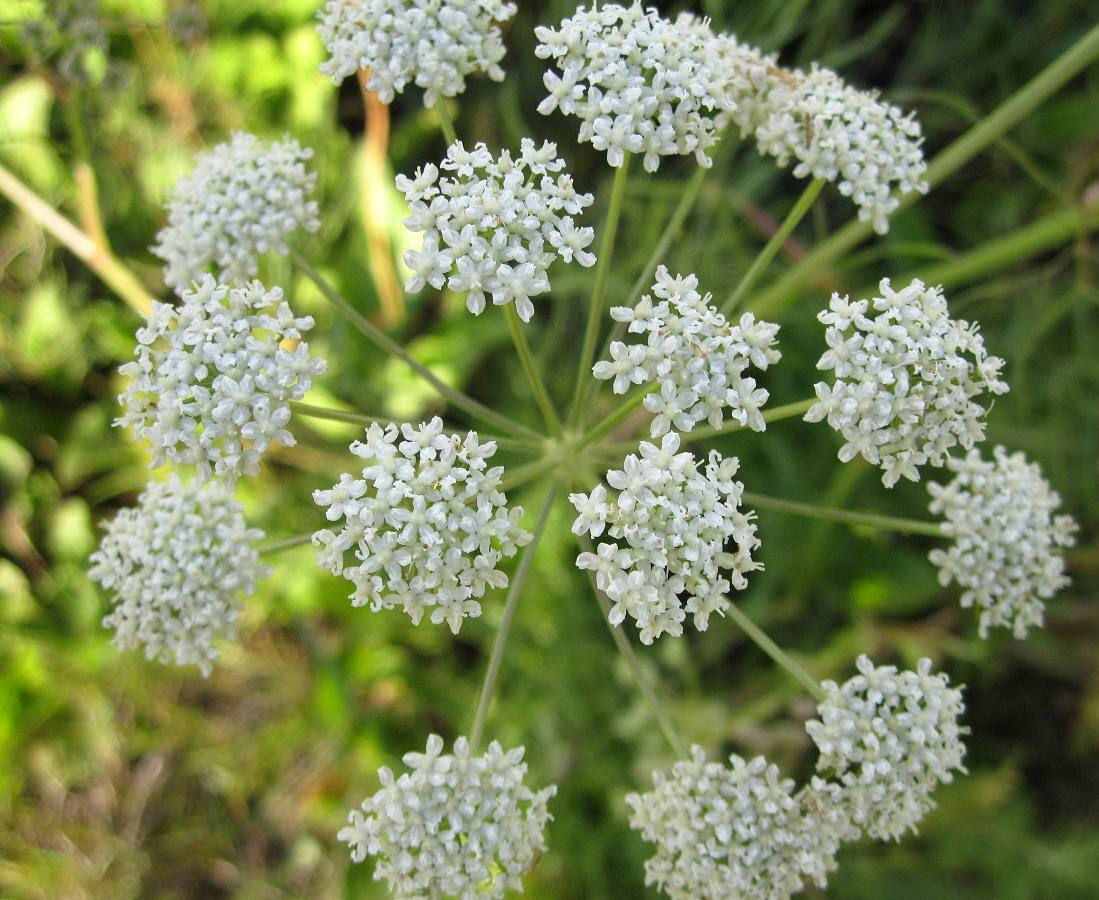 Image of Cenolophium fischeri specimen.