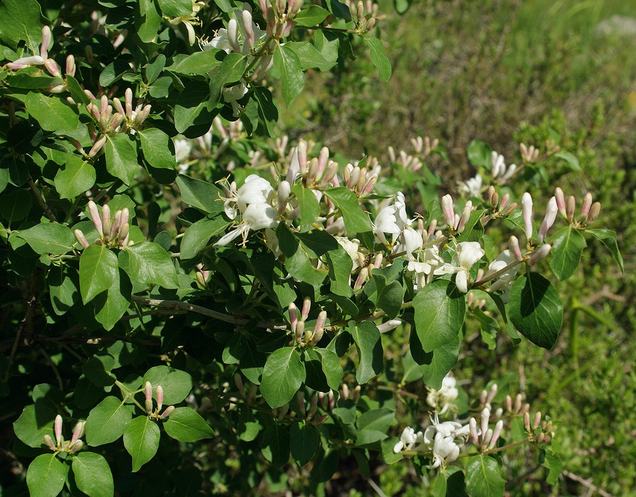 Image of Lonicera nummulariifolia specimen.