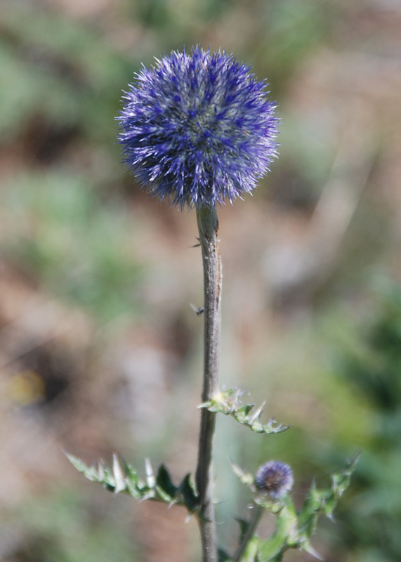 Image of Echinops davuricus specimen.