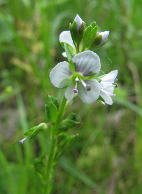 Image of Veronica serpyllifolia specimen.