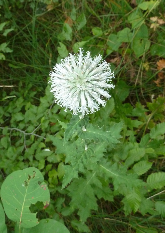 Image of Echinops galaticus specimen.