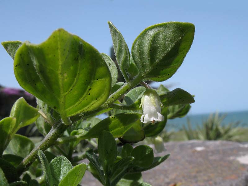 Image of Salpichroa origanifolia specimen.