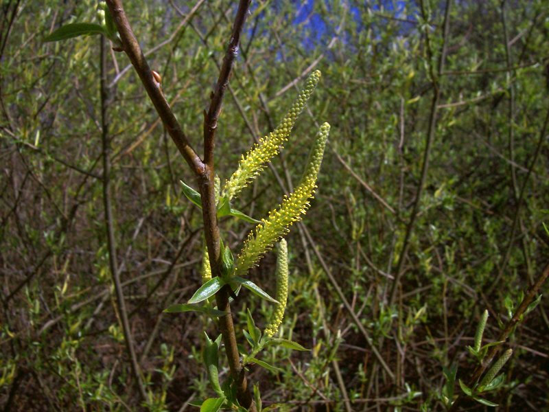 Image of Salix triandra specimen.