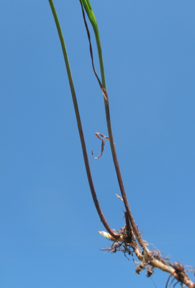 Image of Kyllinga gracillima specimen.