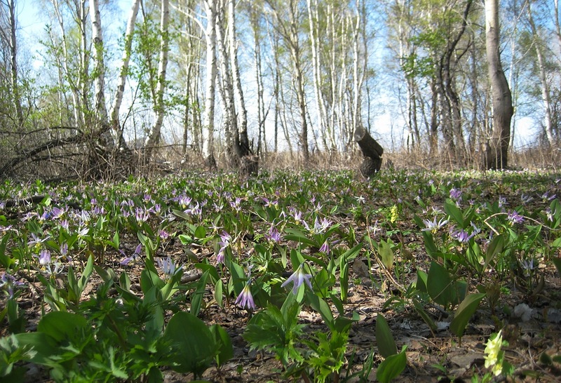 Изображение особи Erythronium sibiricum.