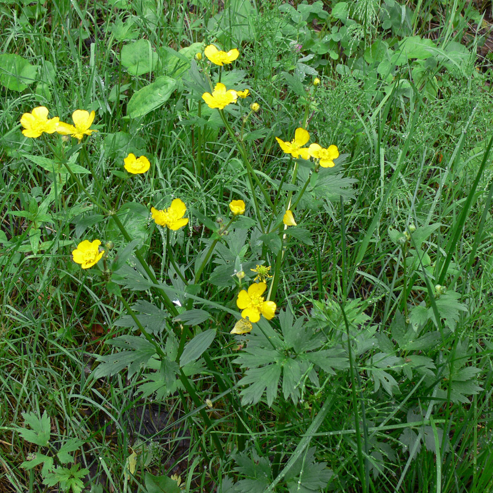 Image of Ranunculus repens specimen.