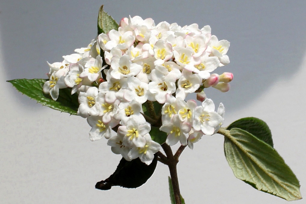 Image of Viburnum &times; burkwoodii specimen.