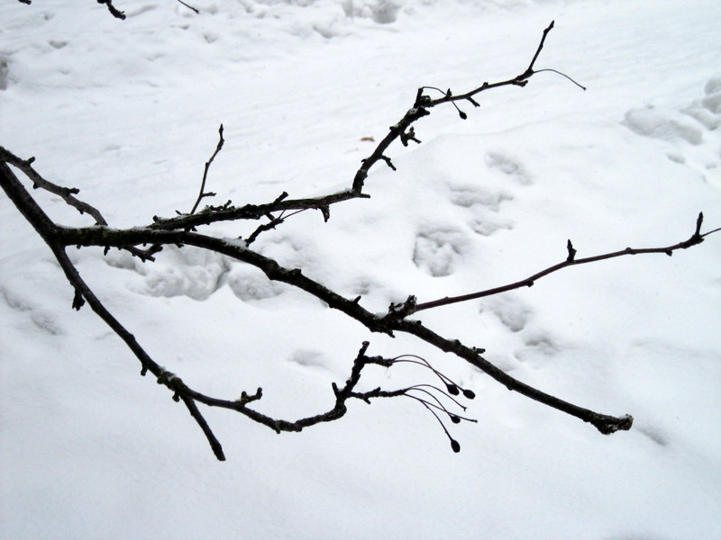 Изображение особи Malus mandshurica.