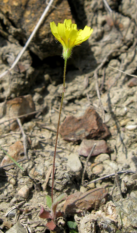 Image of Lagoseris sancta specimen.