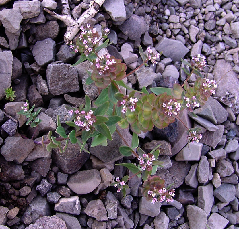 Image of Aethionema arabicum specimen.