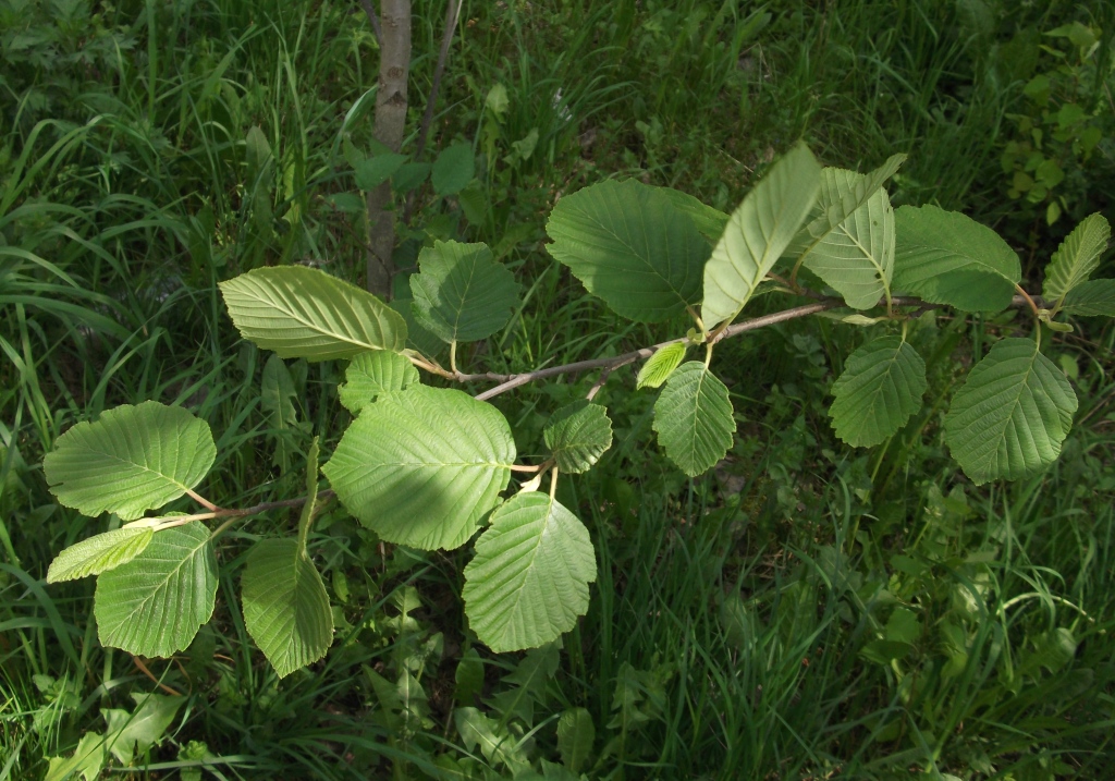 Image of Alnus incana specimen.