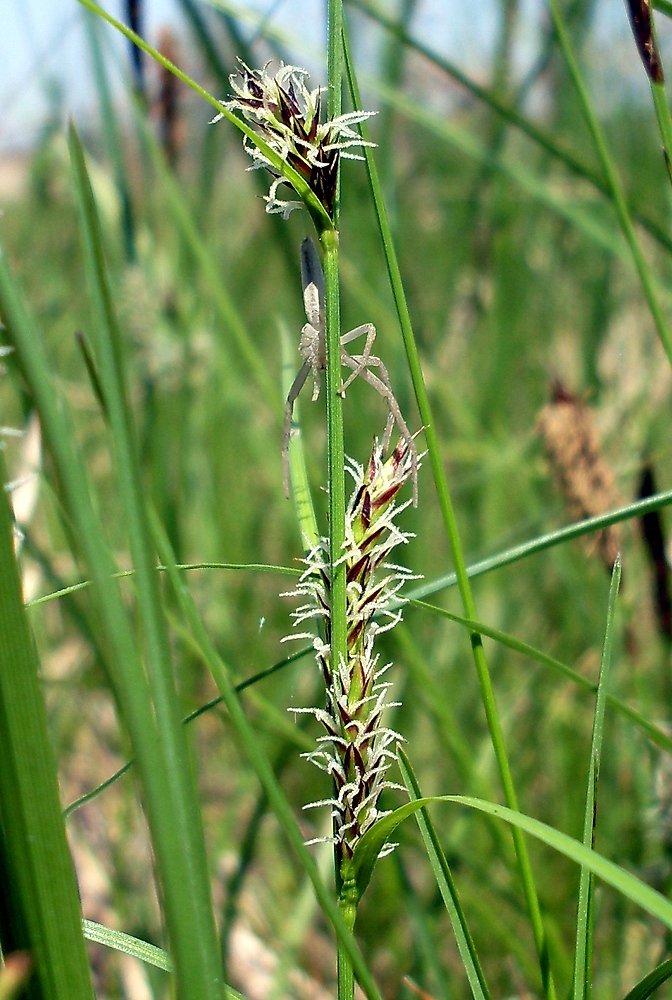 Image of Carex melanostachya specimen.