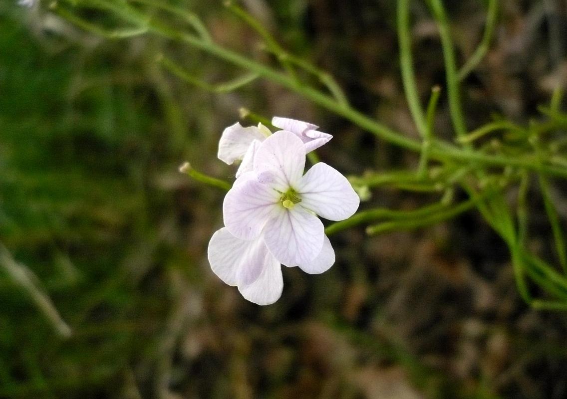 Image of Clausia aprica specimen.