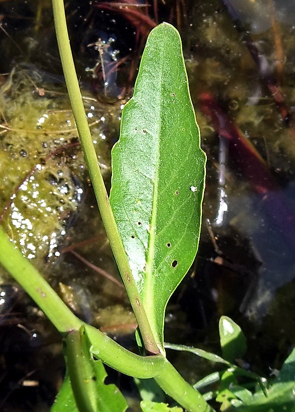 Image of Rorippa amphibia specimen.