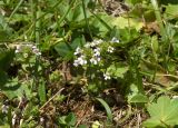 Euphrasia amblyodonta