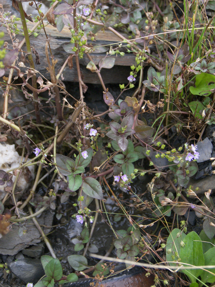 Image of Veronica beccabunga specimen.