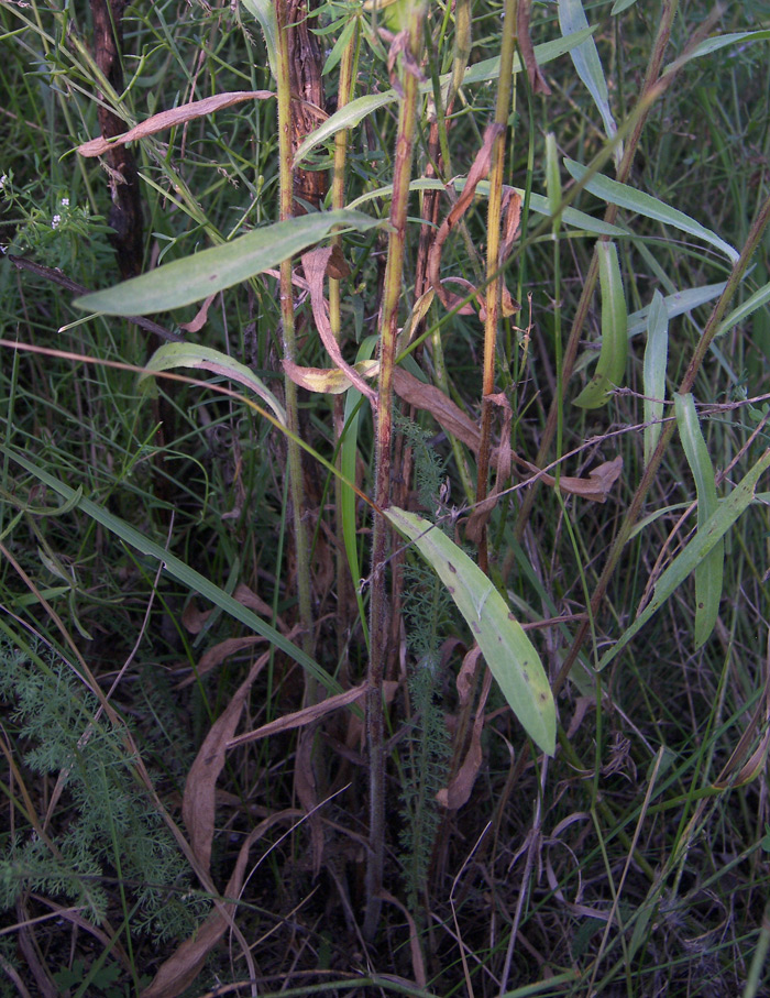 Image of Erigeron orientalis specimen.