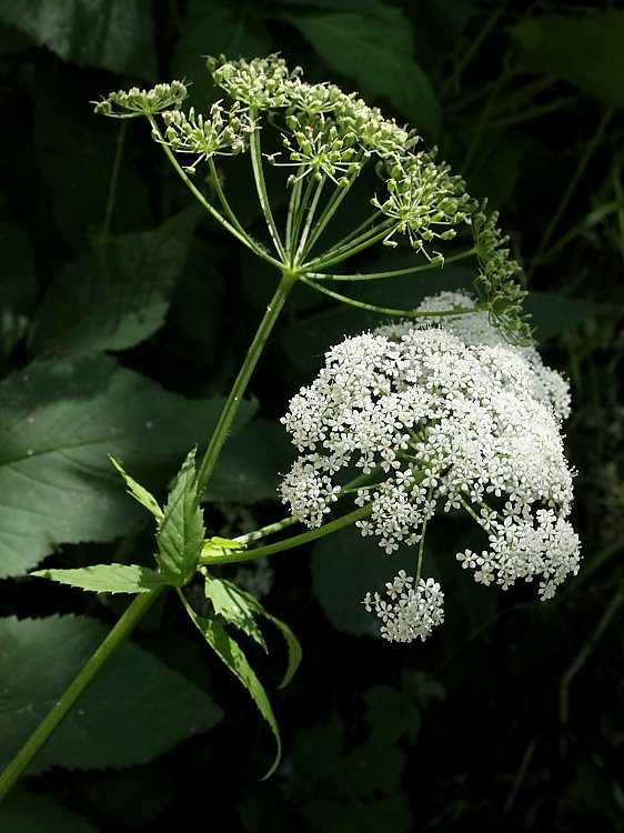 Image of Aegopodium podagraria specimen.