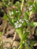 genus Valerianella. Верхушка побега с соцветием. Украина, г. Запорожье, о-в Хортица. 04.04.2009.