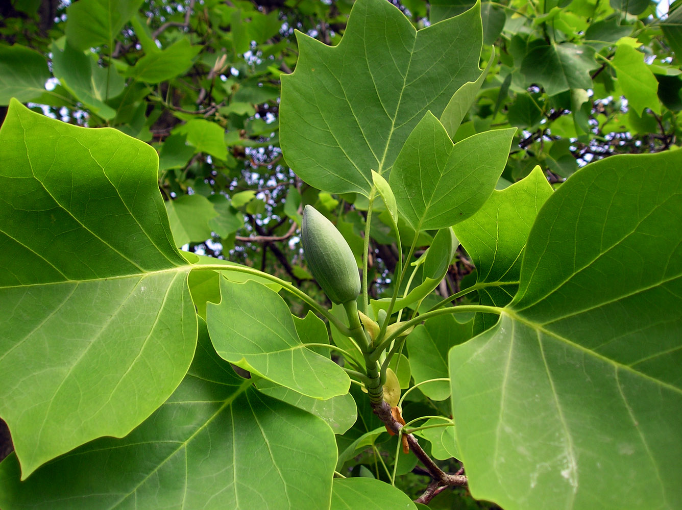 Image of Liriodendron tulipifera specimen.