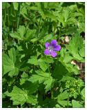 Geranium sylvaticum. Верхняя часть цветущего растения. Республика Татарстан, дендрарий Волжско-Камского заповедника. 22.05.2009.