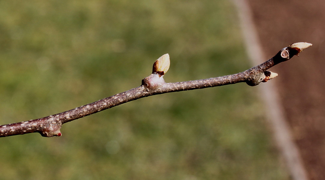 Image of Actinidia kolomikta specimen.