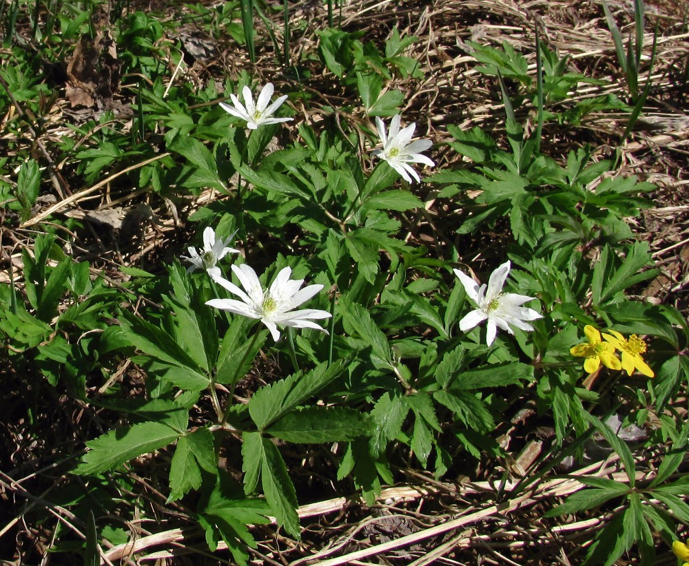 Image of Anemone altaica specimen.