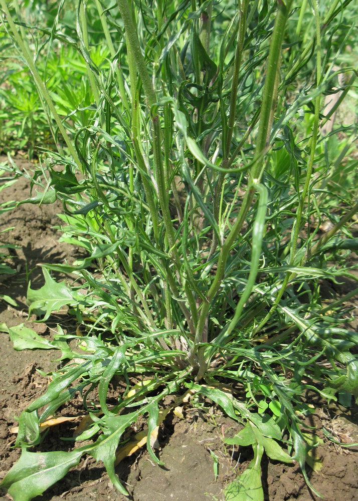 Image of Crepis ramosissima specimen.