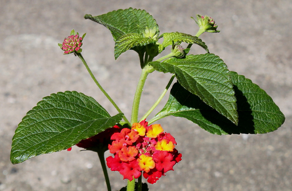 Image of Lantana camara specimen.