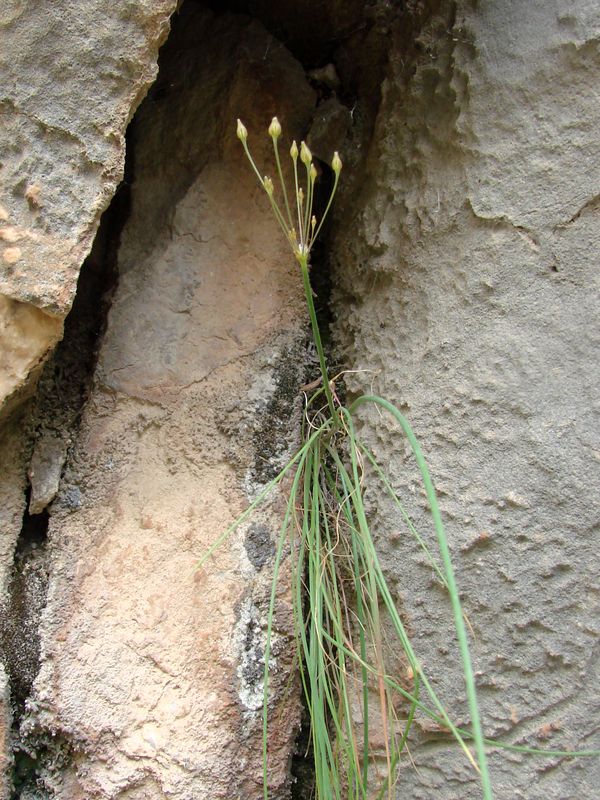 Изображение особи Allium eremoprasum.