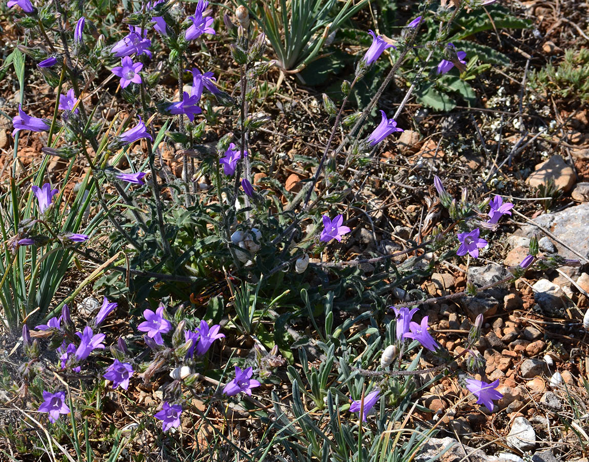 Image of Campanula taurica specimen.