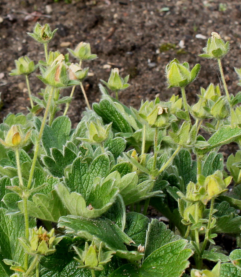 Image of Potentilla megalantha specimen.