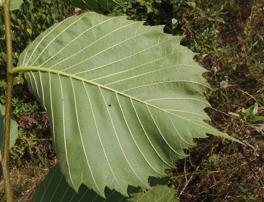 Image of Ulmus laevis specimen.