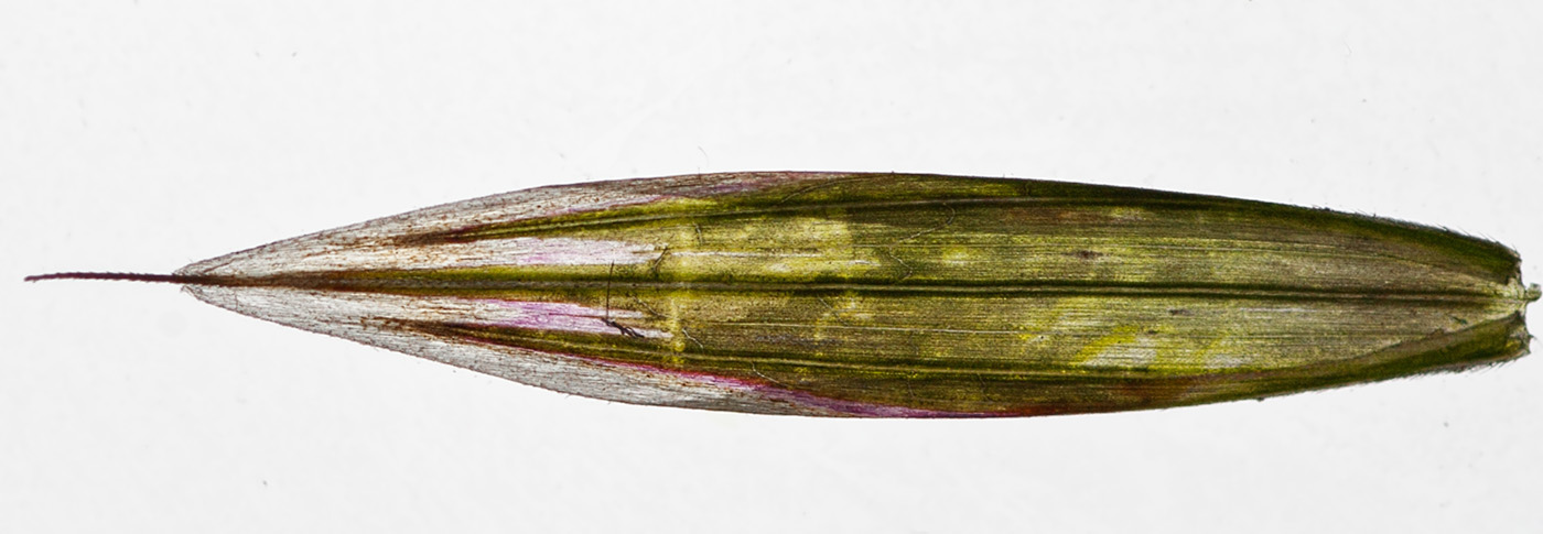 Image of Bromopsis inermis specimen.