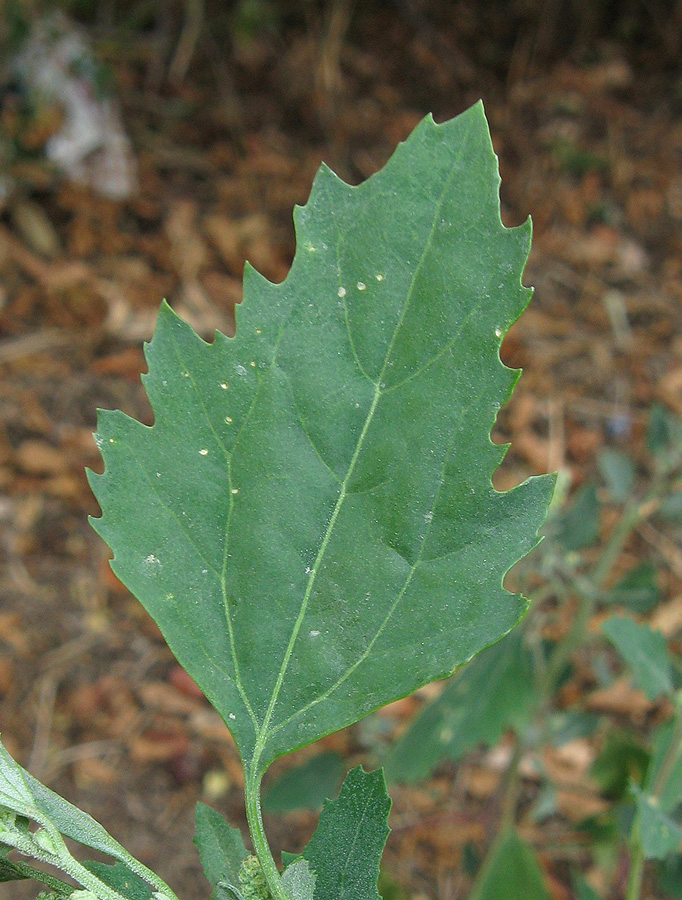 Изображение особи Chenopodium album.