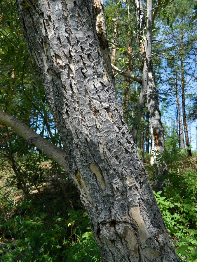 Image of Populus suaveolens specimen.