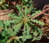 Limonium sinuatum. Розетка листьев, развивающаяся на сухом стебле. Израиль, Шарон, пос. Кфар Шмариягу, заповедник. 20.10.2013.